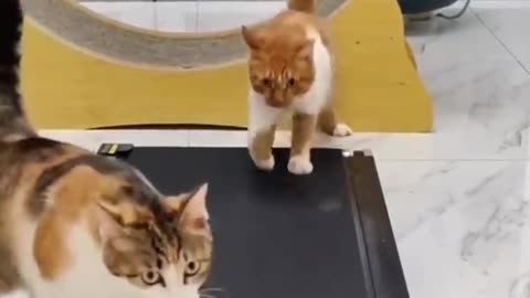 Funny Cat And Dog video