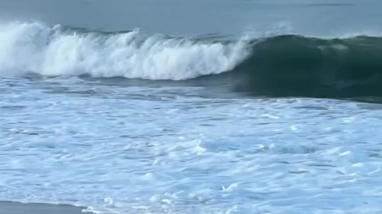 Birds funny game in beach 🏖️