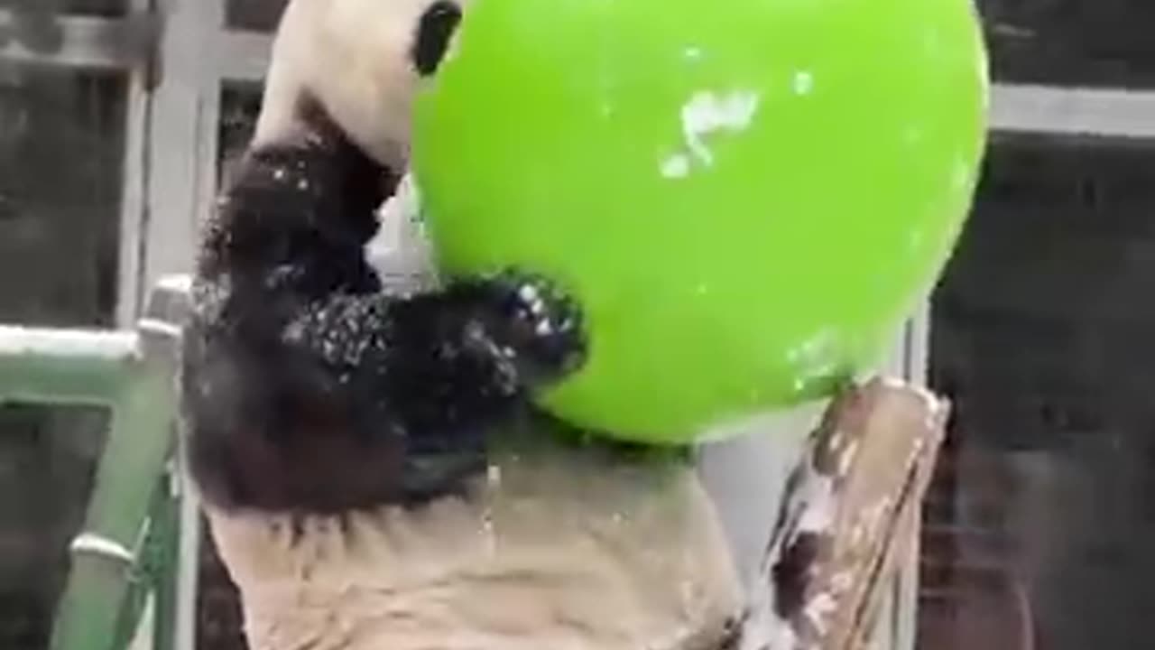 panda playing with snow