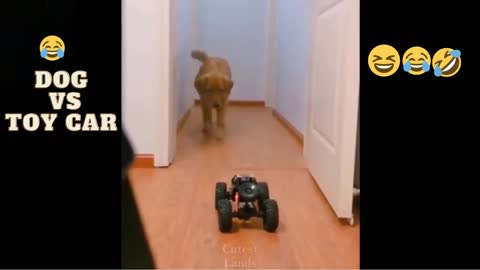 DOG vs TOY CAR funny video short