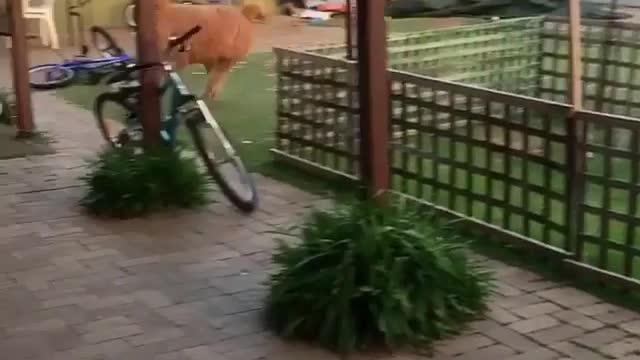 Animal funny short video #14