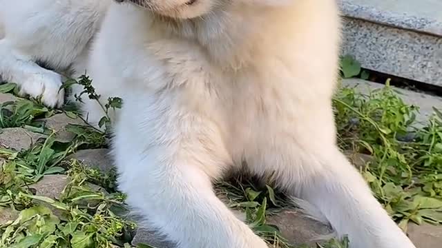 Samoyed