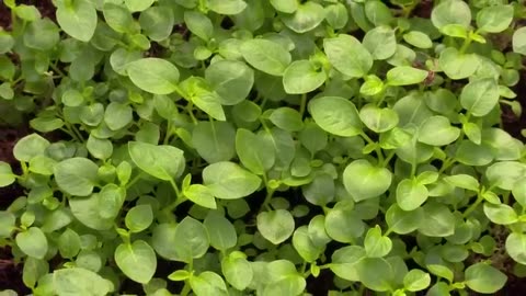 Aeroponics Potato Farming - Potato Chip Process Factory - Modern Potato Agriculture Technology