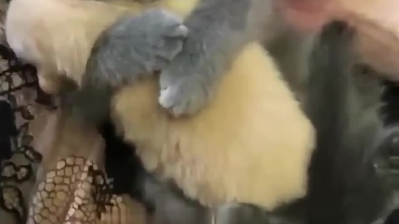 Funny animal video