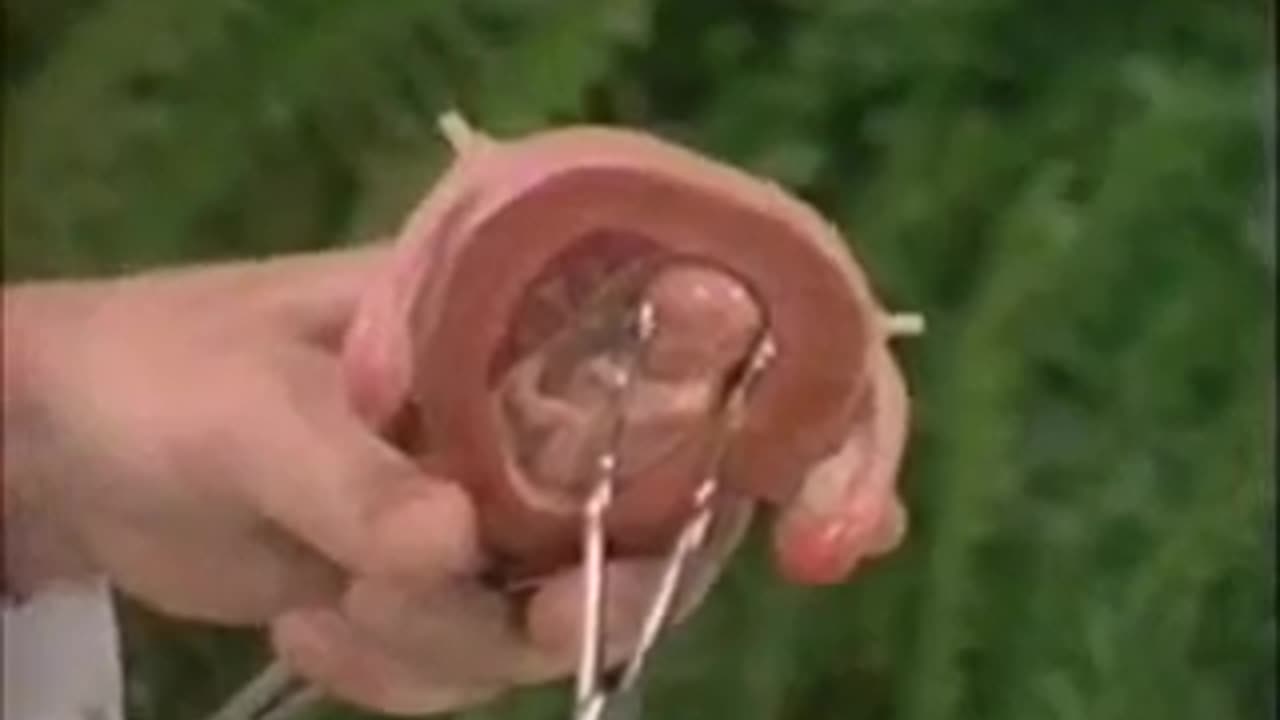 呢個係第一部分(完整版01.粵語).MP4