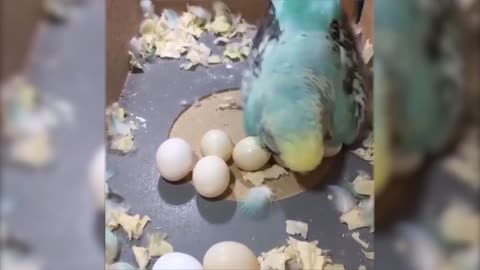 Funny Animals Videos