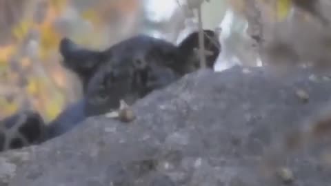 Wildlife in closer view with a natural perspective.