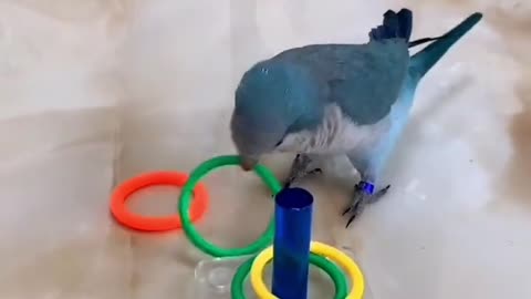 smart parrot