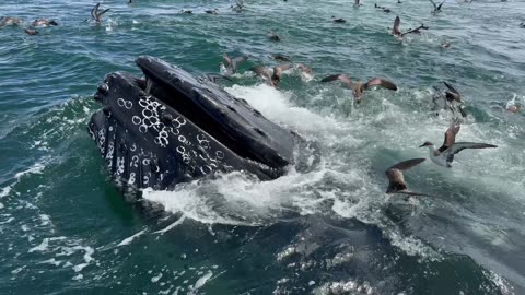 Humpback Whales Bubble Net Fish