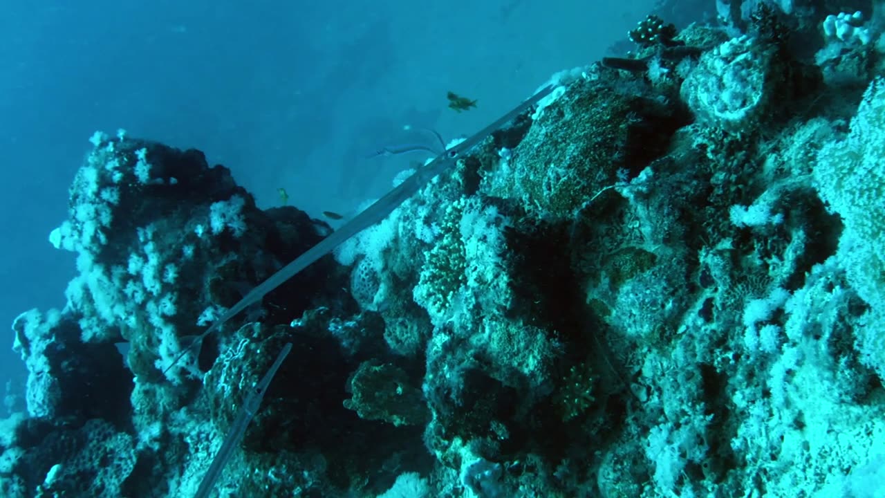 NO SOUND - Trumpetfish