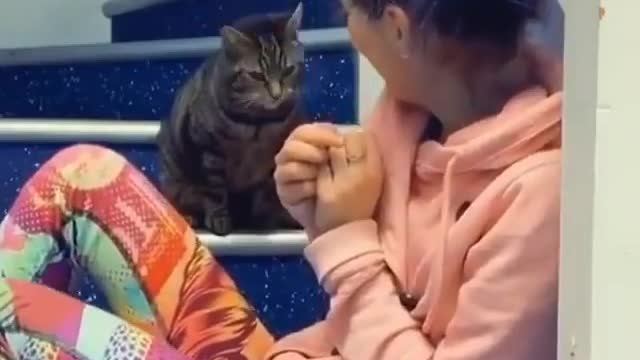 funny cats, funny cats and dogs, funny cats videos, funny cats compilation, funny cats shorts