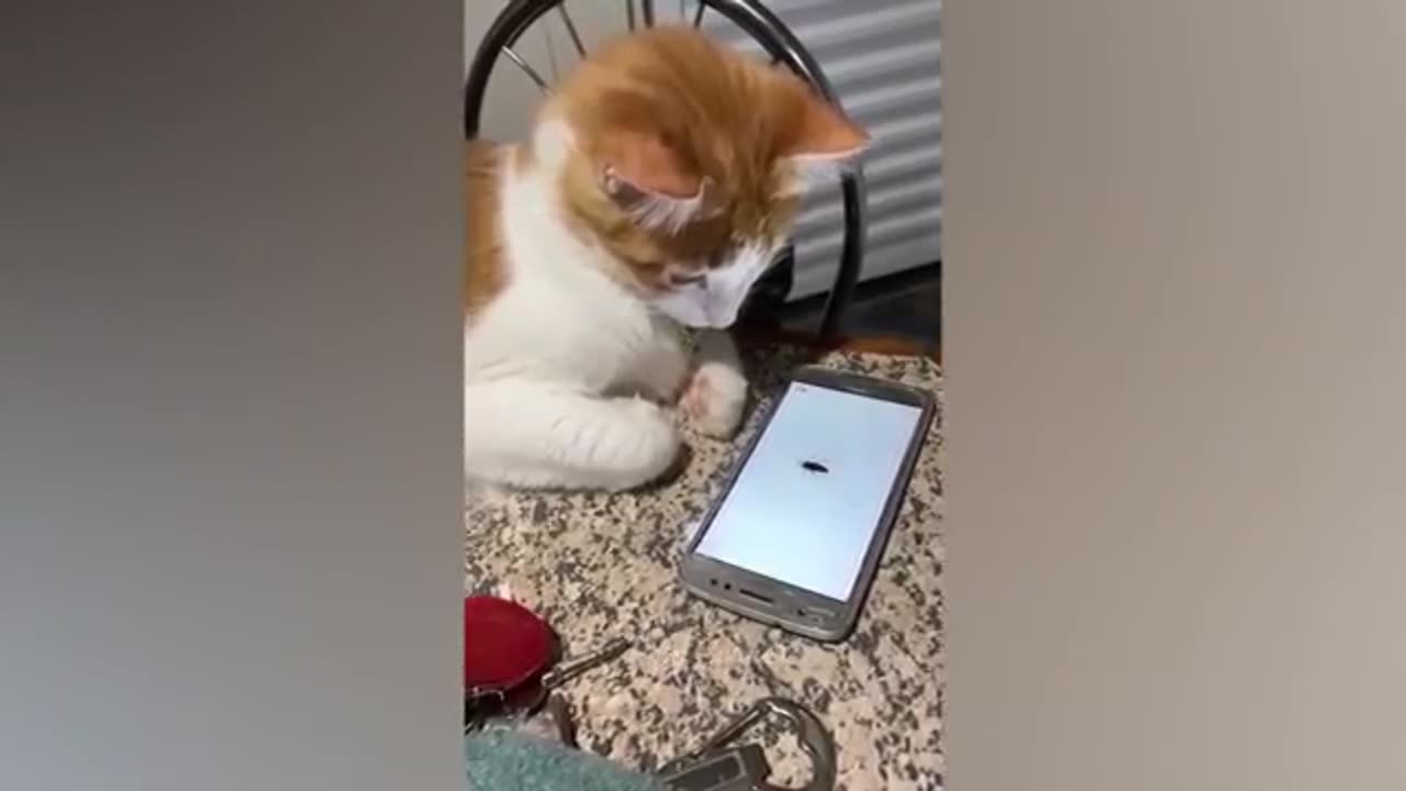 Funny animals