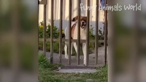 Beautiful and funny animals videos