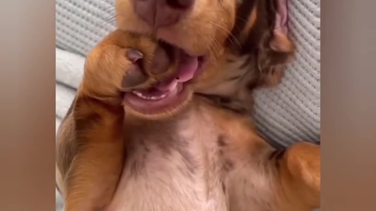 Süße Tiere