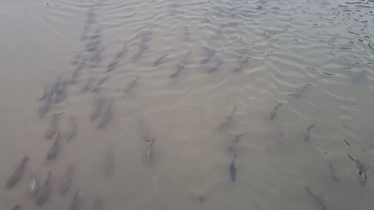 Freshwater fish swimming in Jungnangcheon Stream