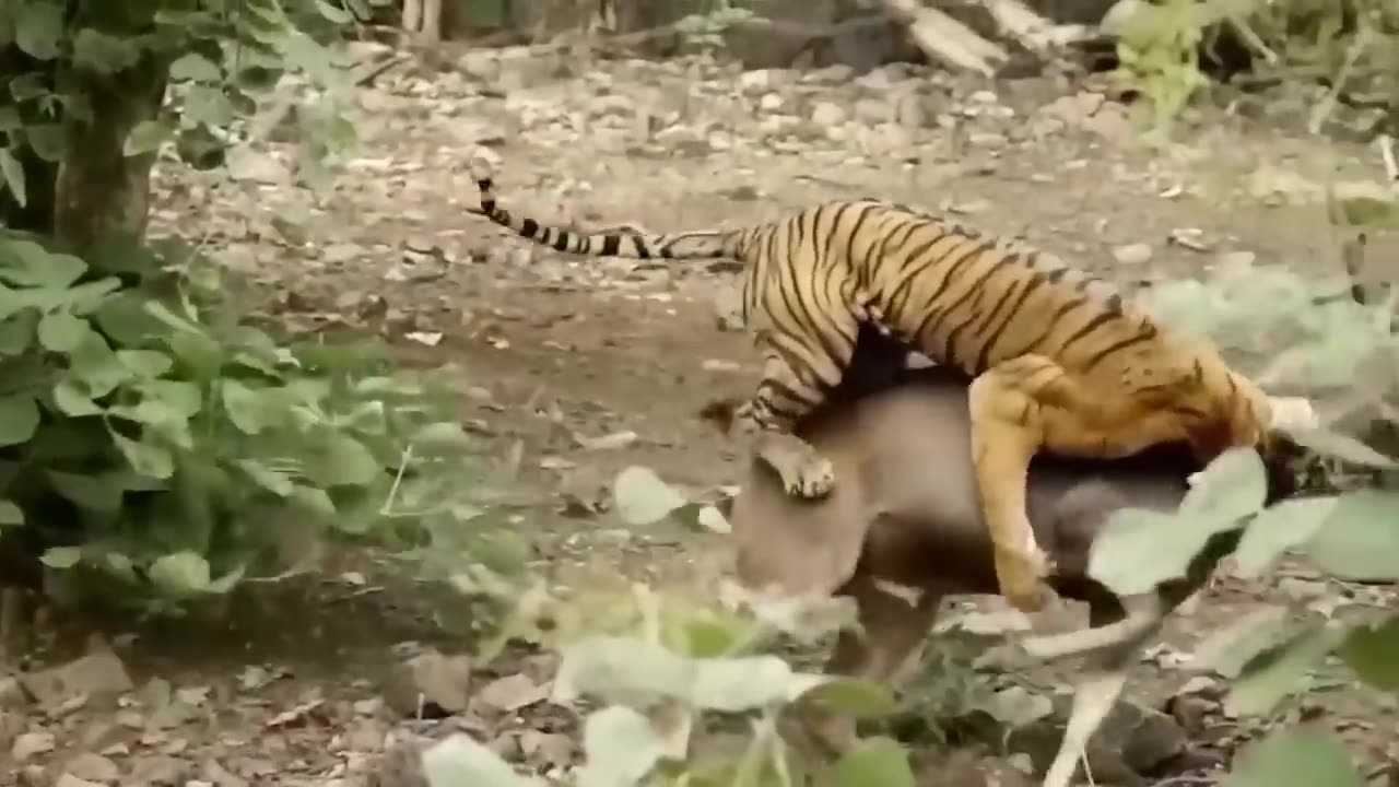 100 Craziest Animal