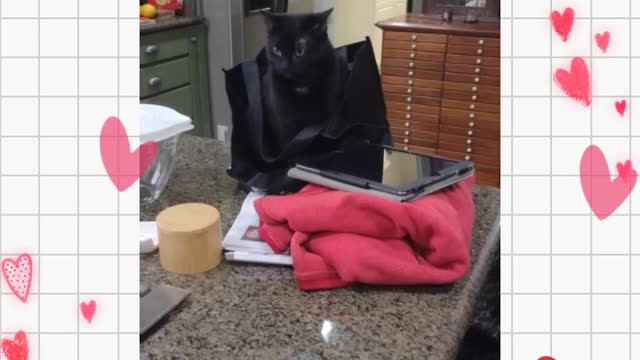 Bag Cat