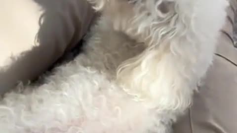 Funny Pets #funny #funnyvideos #funnypets #pets #petsoftiktok #animal #animals #dog #cat