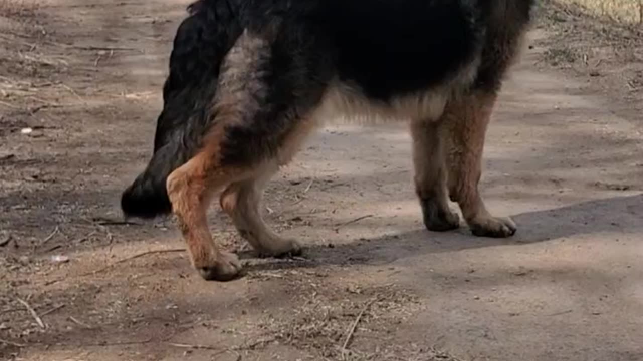 German shepherd on Duty🙂