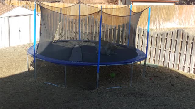 Tramp fight