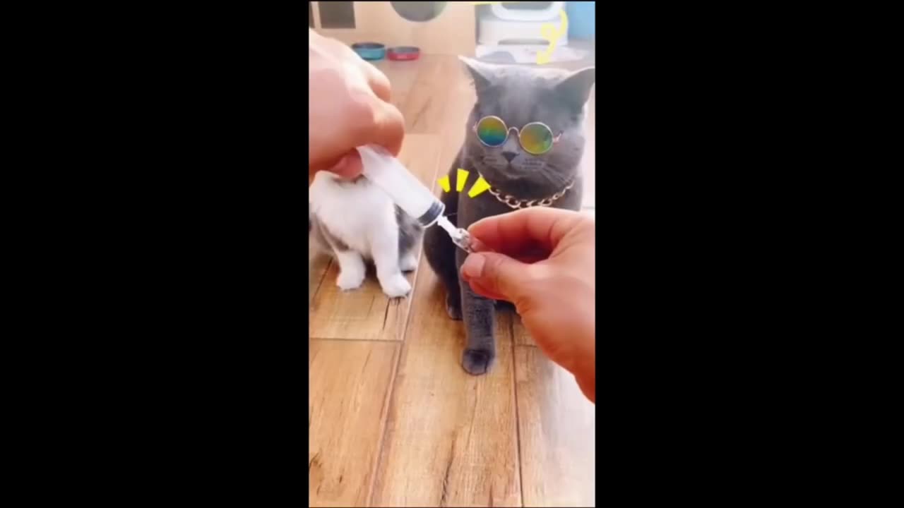 Cat v/s Cock | Epic Fails | Funny Video 😂