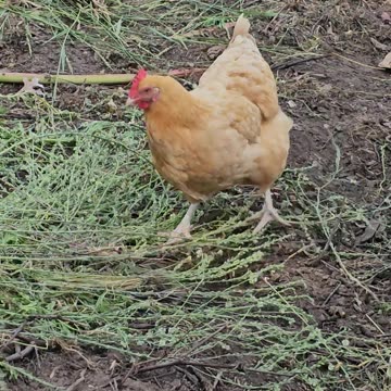 OMC! How can hens be so happy pecking for seeds? 🤔🐔#hens #chickens #pecking #seeds #shorts #backyard