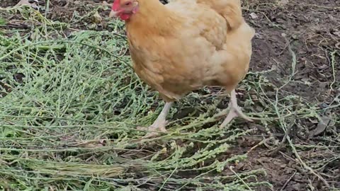 OMC! How can hens be so happy pecking for seeds? 🤔🐔#hens #chickens #pecking #seeds #shorts #backyard