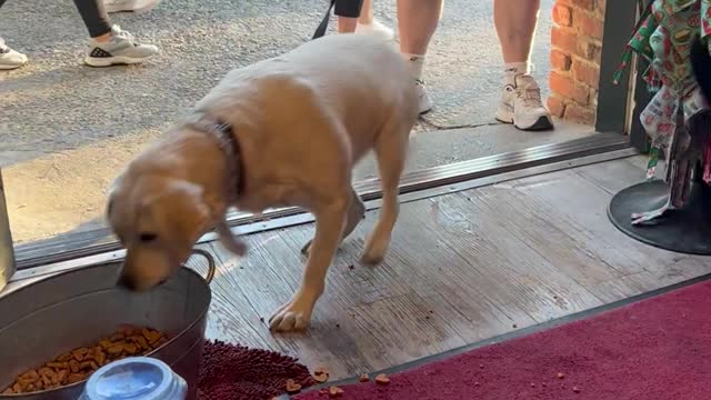 Sam The Deaf Lab Loves Free Treats