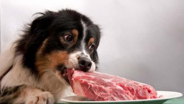 Dog training how to eat food with discipline