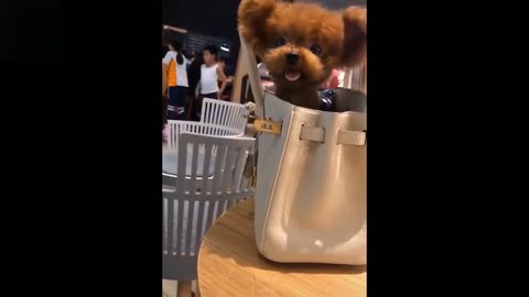 Baby Pets 💗 Cute & Funny Animals Video Compilation