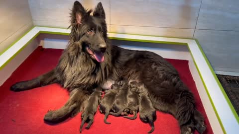 Female dog and child
