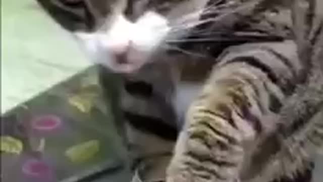 Cat tastes owners wine and gets wasted! Hilarious!