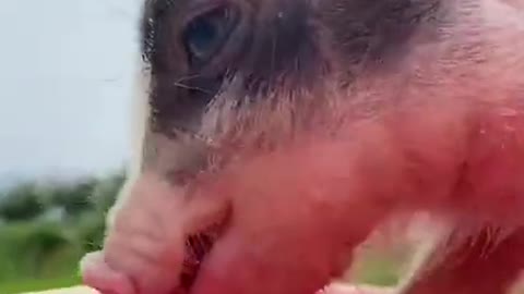 A CUTE BABY PIG ETING A WATERMELON