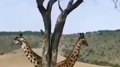 The giraffe