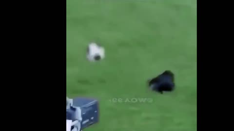 Super fust cat footballer. Massey,Maradona fail 🤣