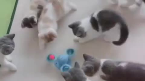 Funny Cats Video