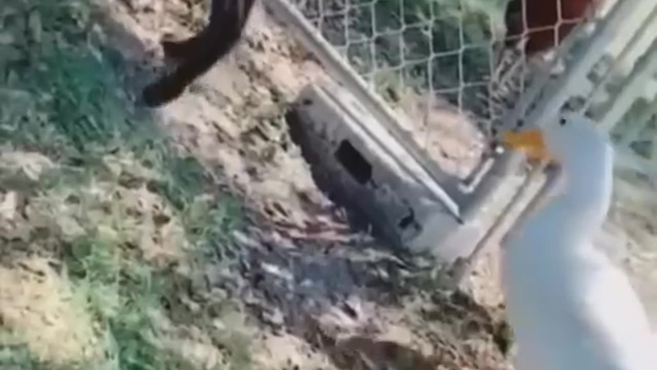 https://www.youtube.com/watch?v=ChH3mgE8JWw&pp=ygUSRnVubnkgYW5pbWFsIHZpZGVv