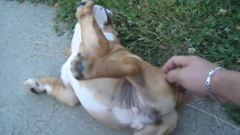 Darla The English Bulldog 9 Week Old Puppy Plays Outside