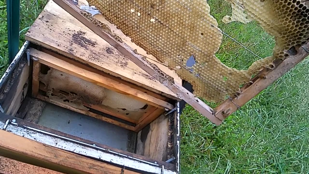 Bee inspection Long Hive