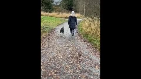 Pet Comedy Gold: 3 Minutes of Funniest Cats and Dogs!