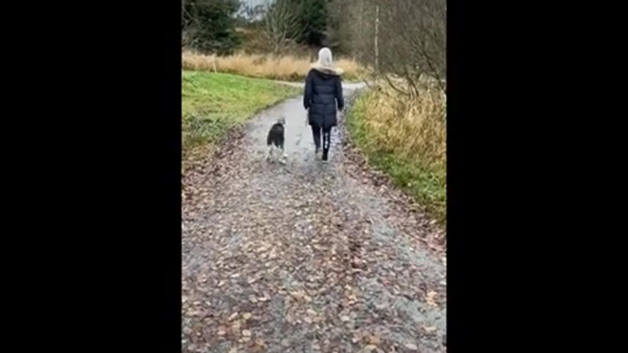 Pet Comedy Gold: 3 Minutes of Funniest Cats and Dogs!