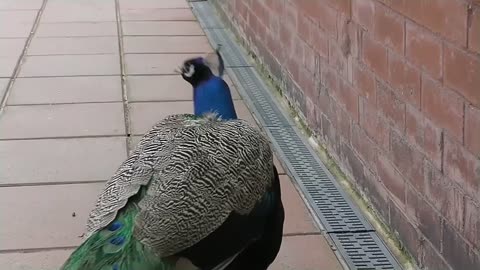 Peacock Dance Display