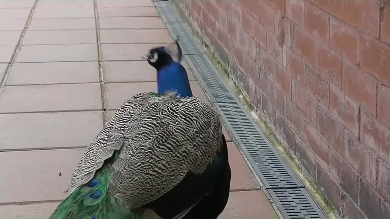 Peacock Dance Display