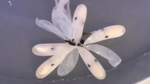 Octopus egg hatching