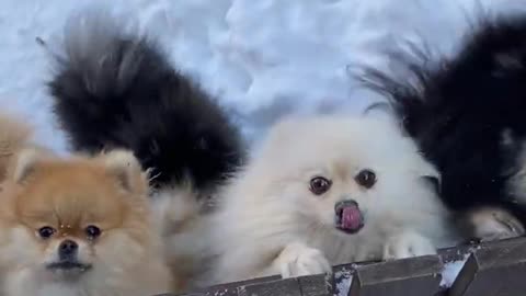 cute dogs