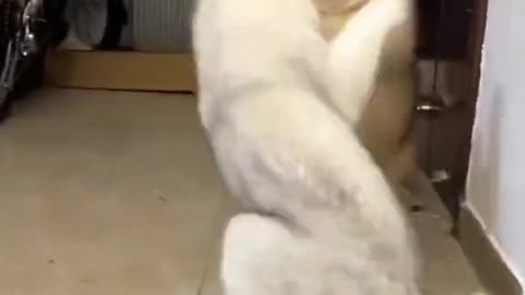 funny cat and dog