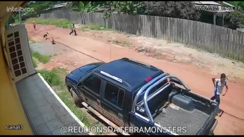 This dog saved the neighbor's boy