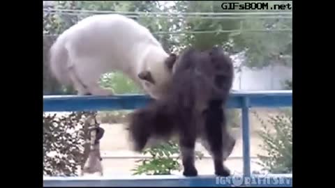 Funny Cats Will Make You Laugh!