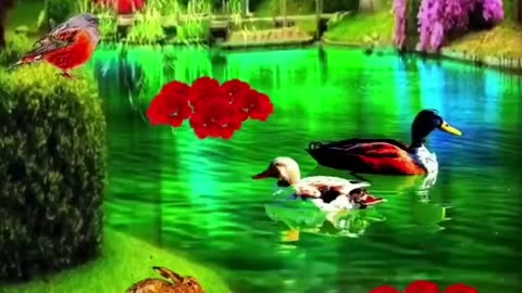 Nature video