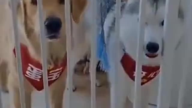 BD You will laugh at all the DOGS 🤣 Funny DOG Videos 😂🐶▶06 #shorts